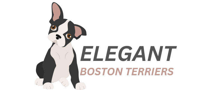 Elegant Boston Terrier 